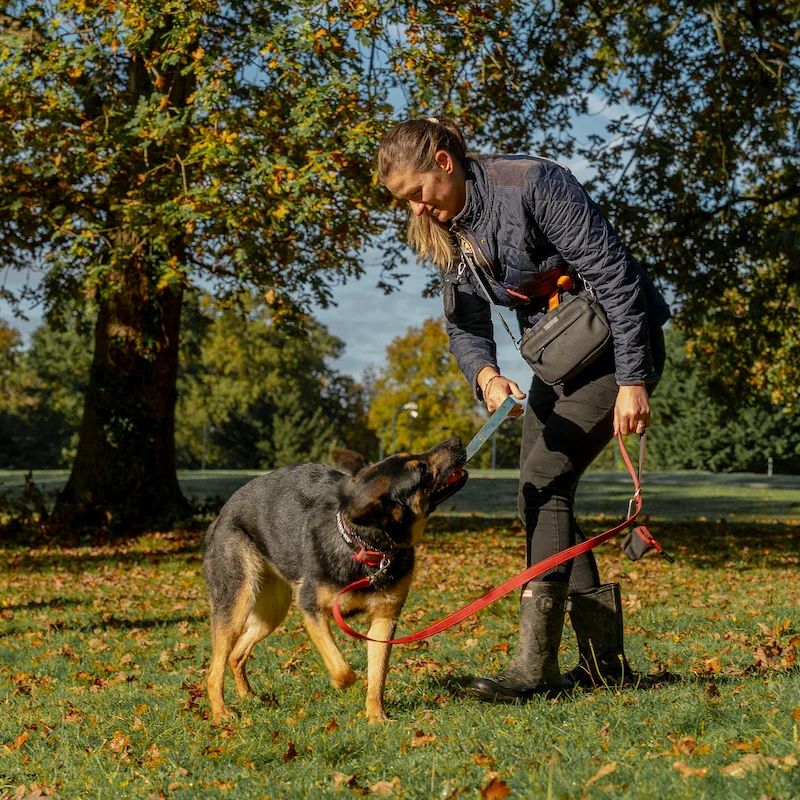 1-2-1 Dog Training - Bracknell - Image 5