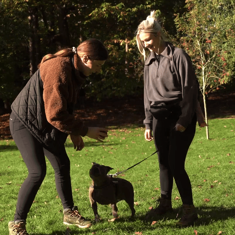 1-2-1 Dog Training - Bracknell - Image 2