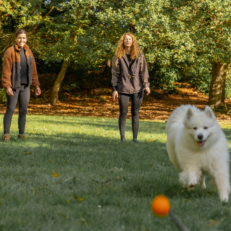 1-2-1 Dog Training - Bracknell - Image 3