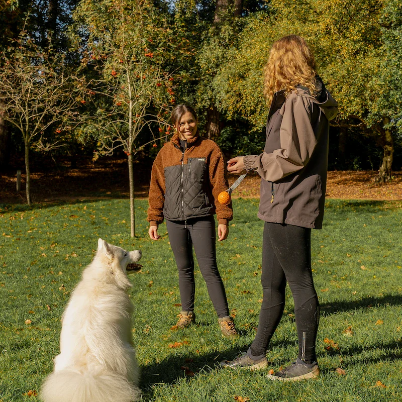 1-2-1 Dog Training - Bracknell - Image 6