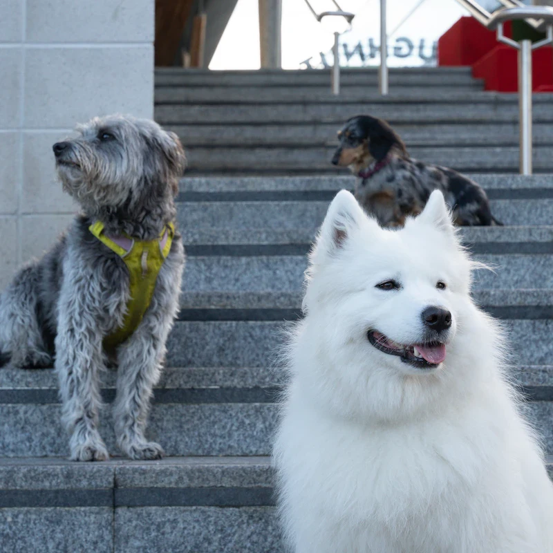 City Paws - Windsor - Image 3