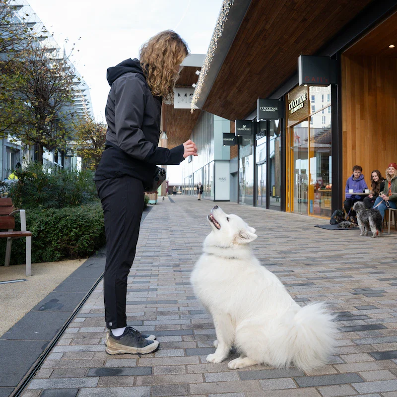 City Paws - Windsor - Image 8