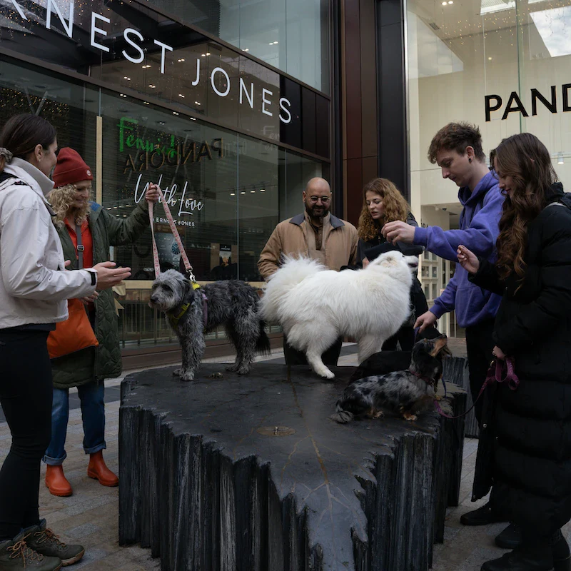 City Paws - Windsor - Image 5