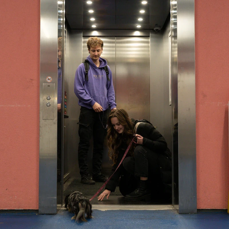 City Paws - Windsor - Image 4