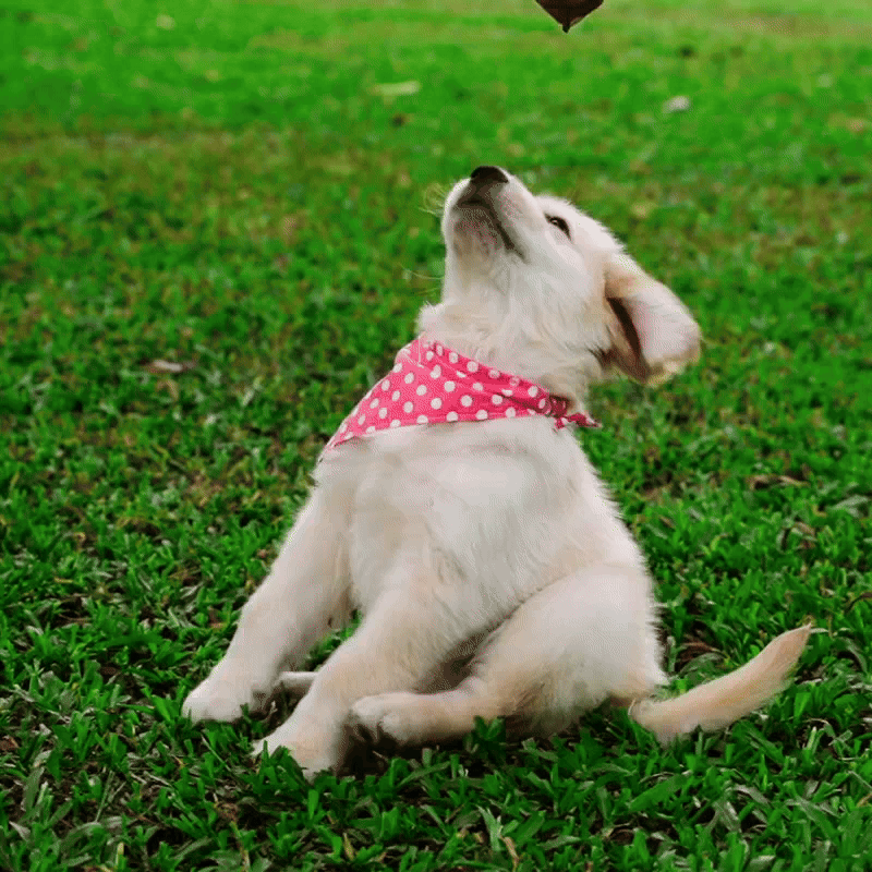 Puppy Training (8 Sessions) - Image 2