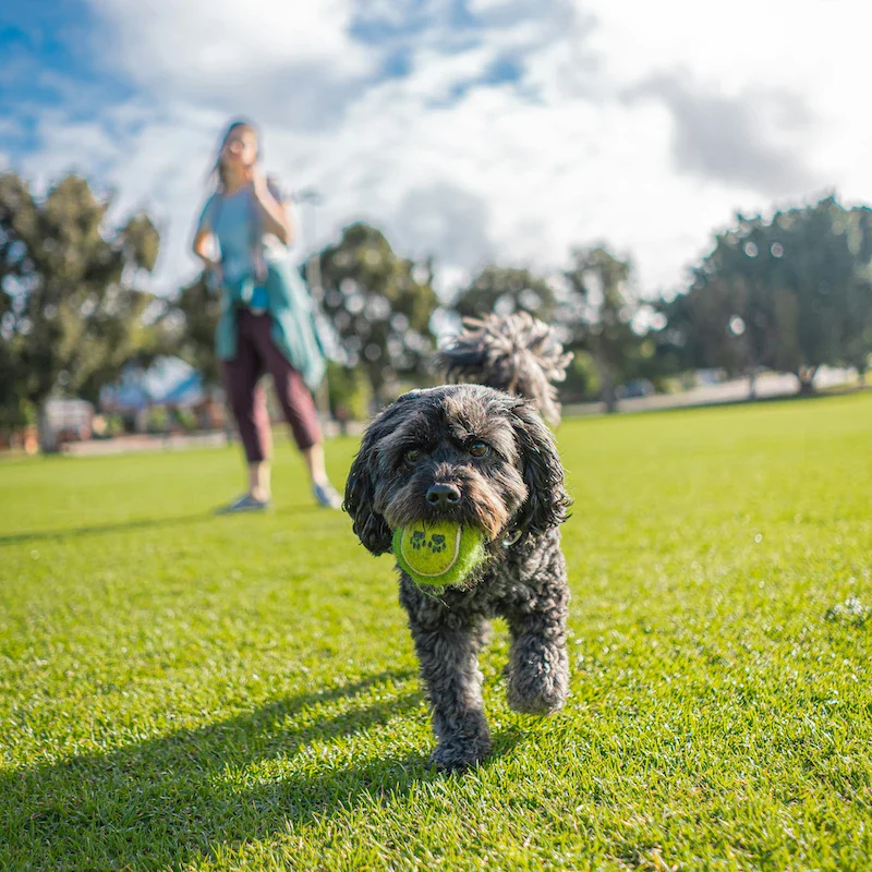 Puppy Training (8 Sessions) - Image 4