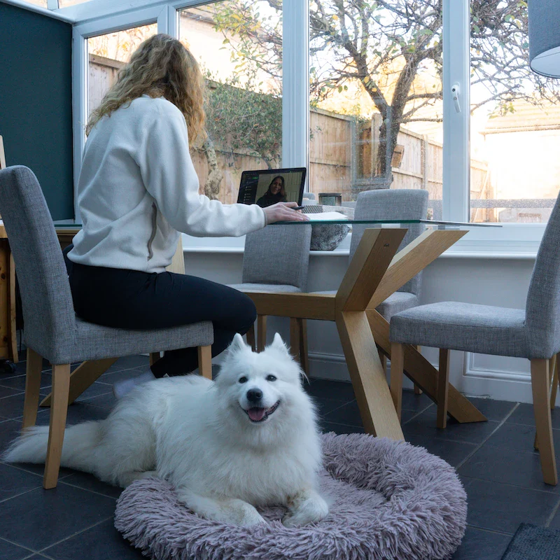 Online Dog Training - Image 3