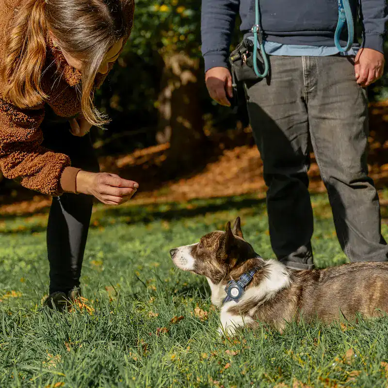 1-2-1 Dog Training - Bracknell - Image 8