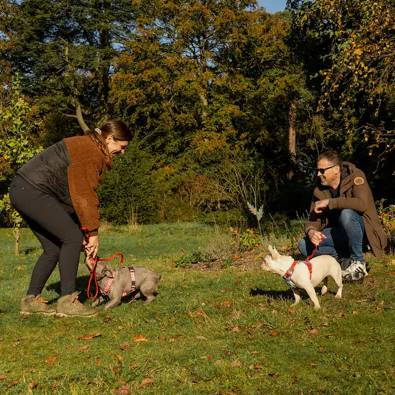 1-2-1 Dog Training - Bracknell - Image 7