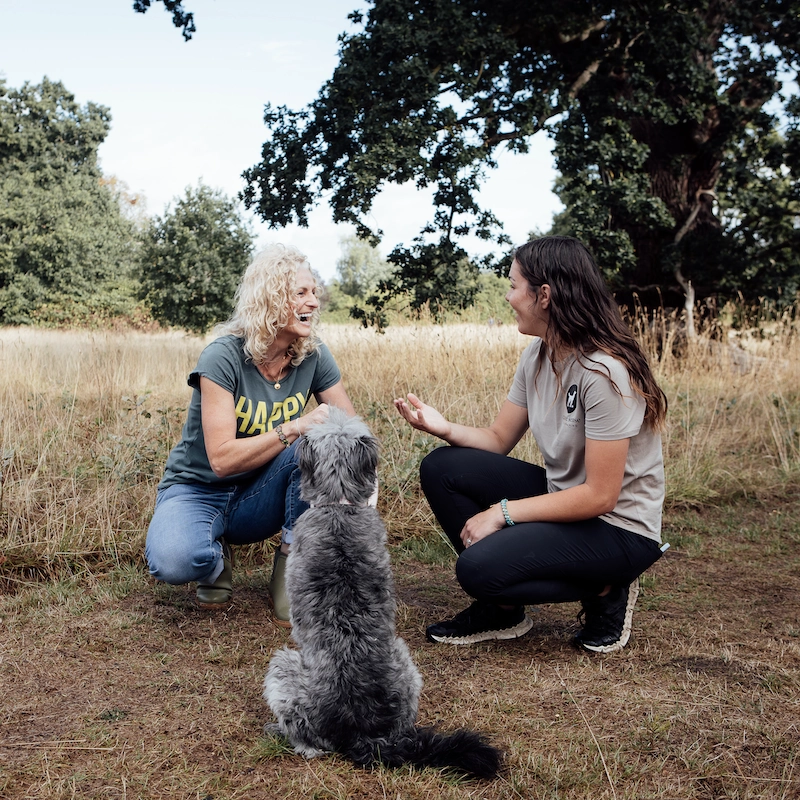 1-2-1 Dog Training - Home Visits - Image 3