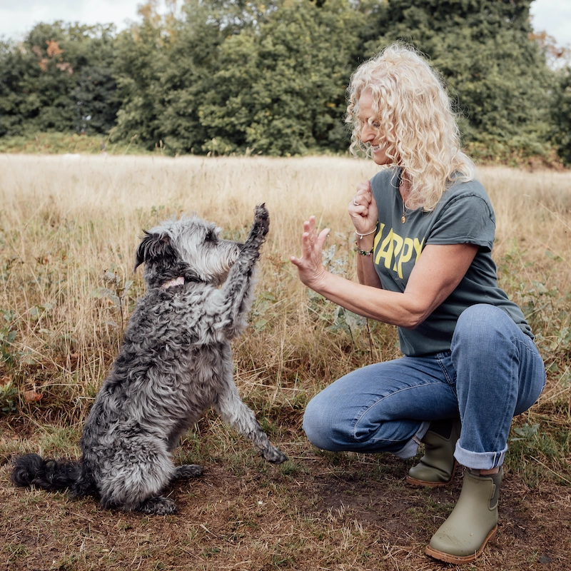 1-2-1 Dog Training - Home Visits - Image 6