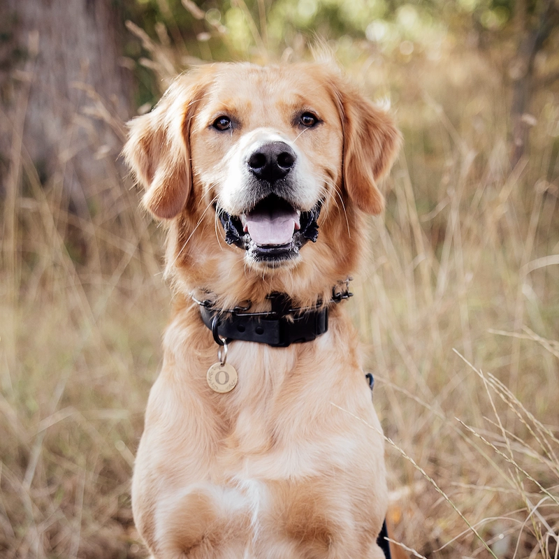 1-2-1 Dog Training - Home Visits - Image 5