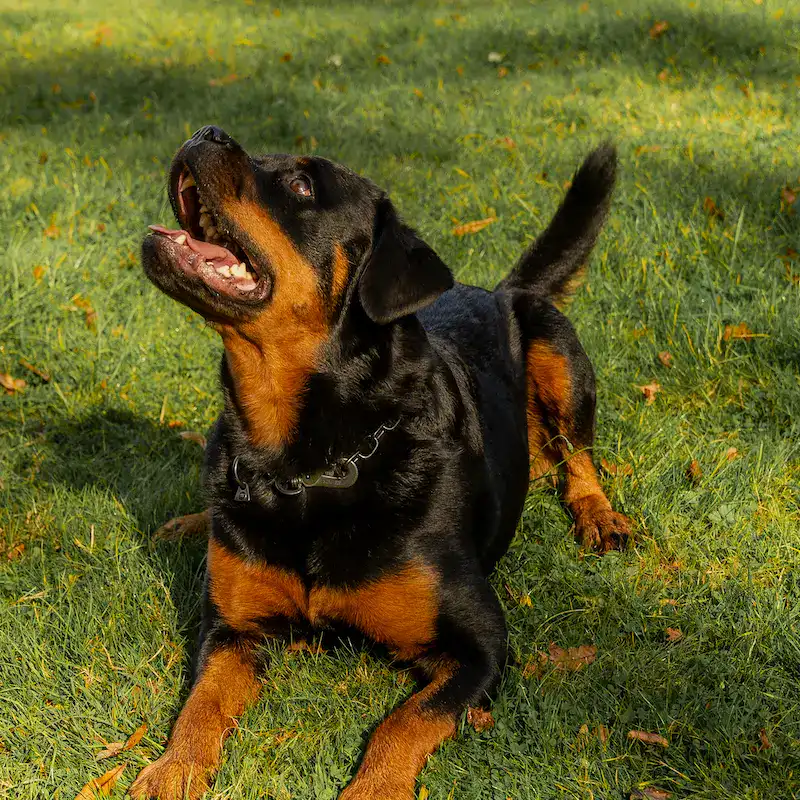 1-2-1 Dog Training - Home Visits - Image 2