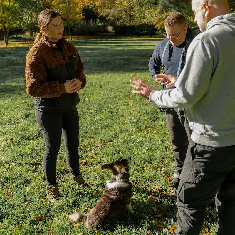 1-2-1 Dog Training - Home Visits - Image 4