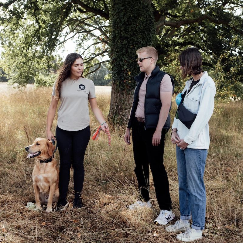 Teaching Owners Dog Language